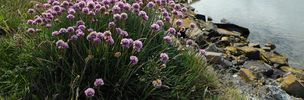 Falkland Islands plants found in coastal areas